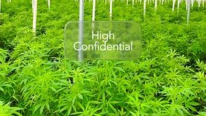 Diferitele tipuri de cultivare a CBD-ului