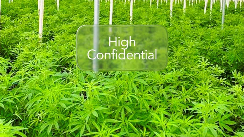 Diferitele tipuri de cultivare a CBD-ului